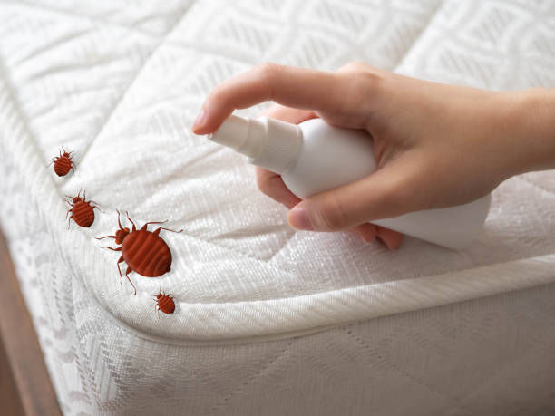 Emergency Pest Control in Citrus Park, FL